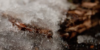 Thumbnail from the Signs of Spring Edition film